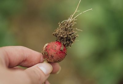 Спасаем урожай: как правильно прореживать корнеплоды