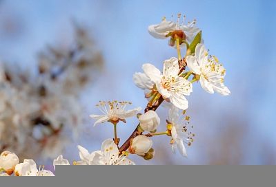 Народные приметы на сегодня – 7 апреля, что можно и нельзя делать в праздник Благовещение Пресвятой Богородицы