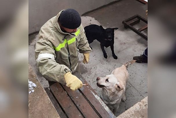 Спасатели достали двух упавших в бассейн лабрадоров