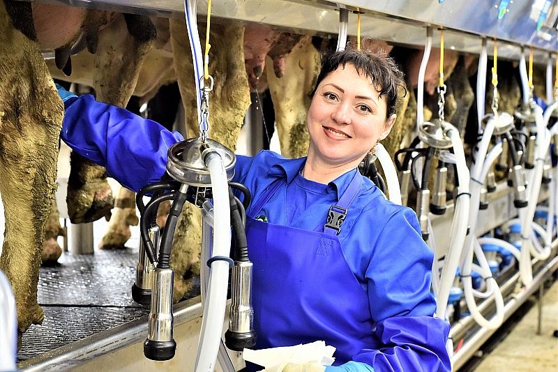 В Краснодарском крае в 2022 году получили 1,6 млн тонн молока