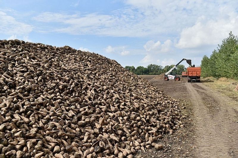 Первый миллион тонн сахарной свеклы собрали в Краснодарском крае 