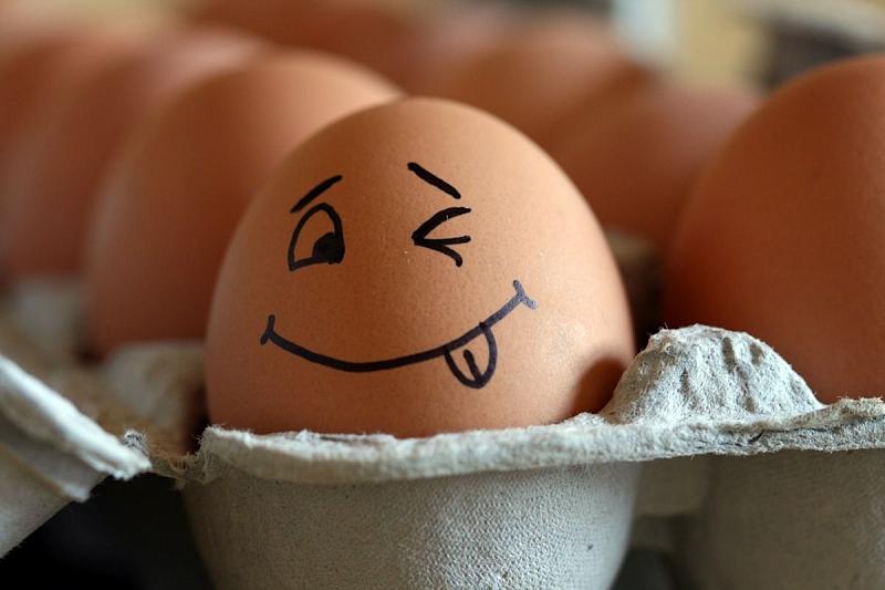 Ученые заставили курицу нести лекарственные яйца
