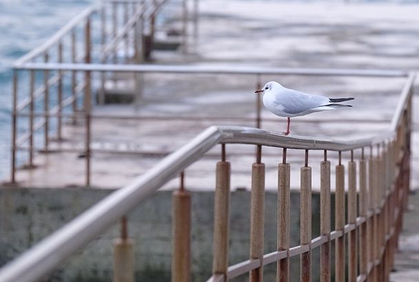 Прорыв арктического воздуха не достигнет побережья Сочи, но погода будет ненастной
