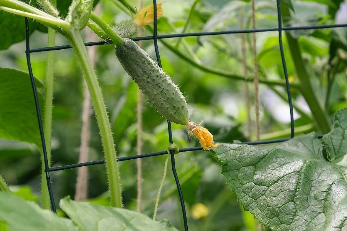 Трава из черного пакета и триходерма: средство из 2 этих частей взбодрит даже самые чахлые огурцы