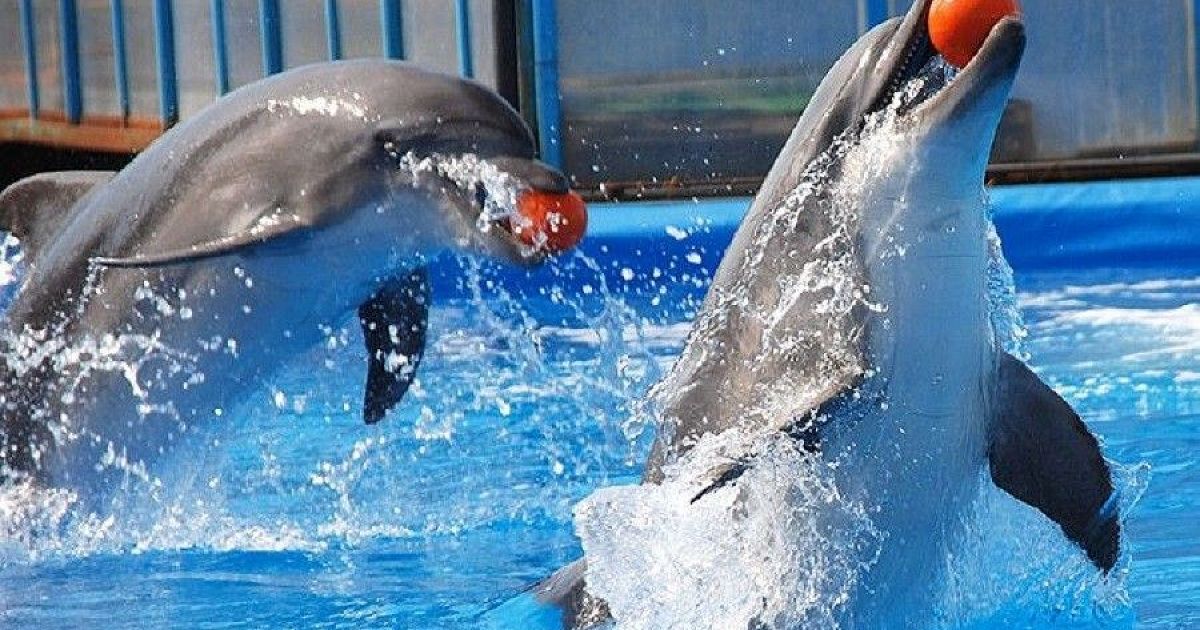 Дельфинарий варадеро. Севастопольский дельфинарий. Дельфинарий в Самаре. Дельфины в дельфинарии. Дельфинарий фото.
