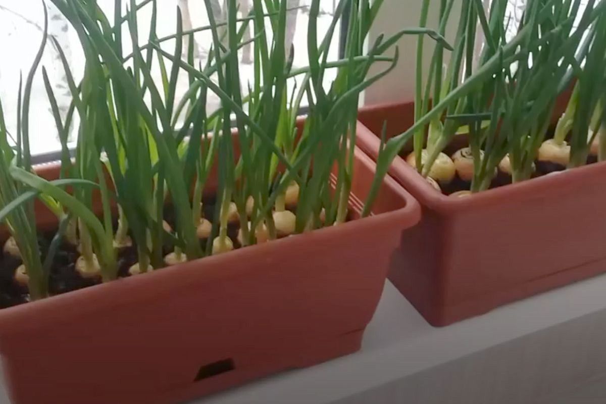 Срезаю лук-севок так — и он весь год выгоняет перо на подоконнике, как сумасшедший (без подсветки)