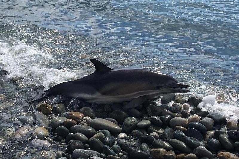 Обычно умершие дельфины опускаются на дно, однако во время штормов их нередко выбрасывает на берег.