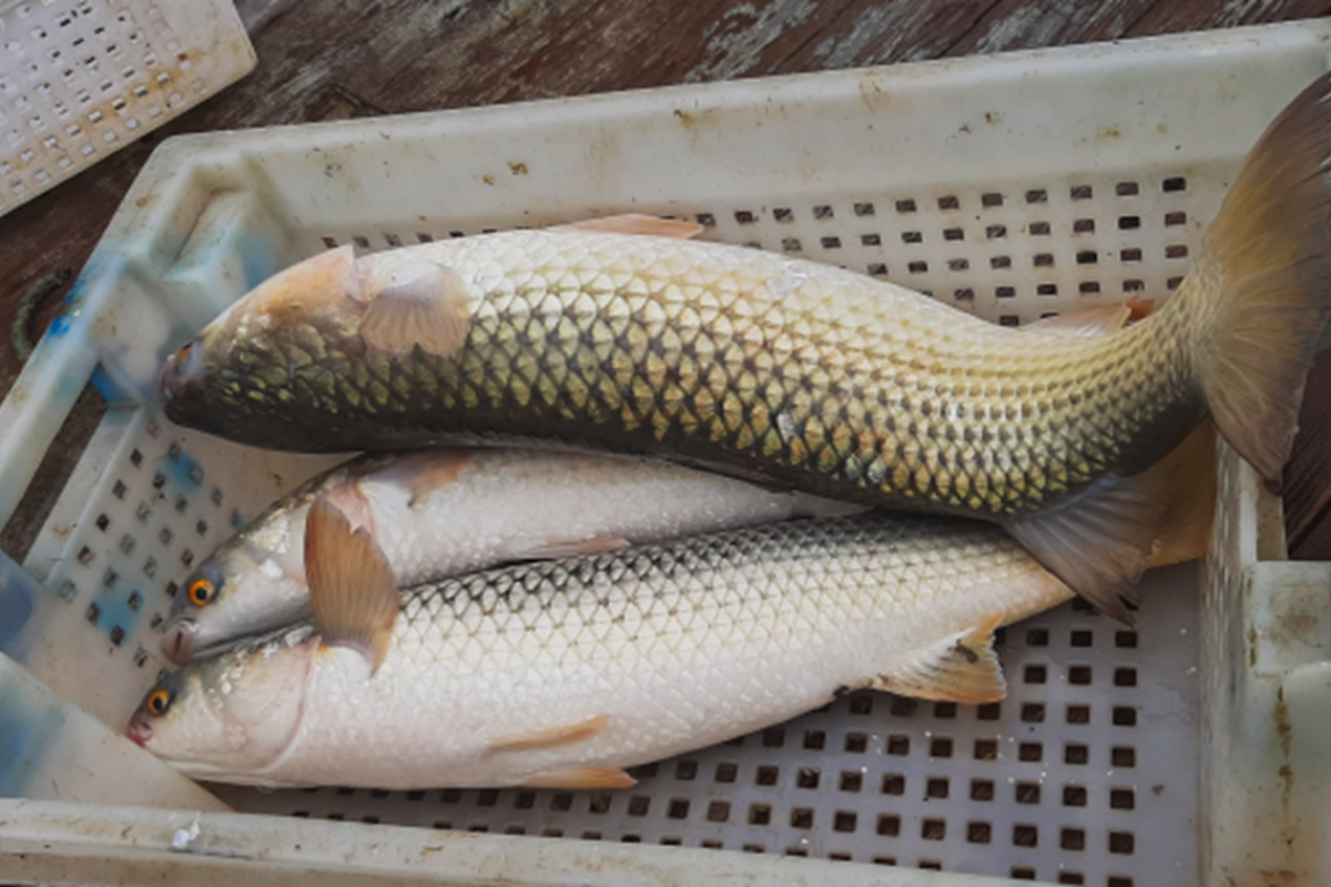 Ученые изучат запасы пиленгаса, камбалы-калкан и осетровых в Азовском море: стартовала зимняя экспедиция