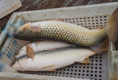Ученые изучат запасы пиленгаса, камбалы-калкан и осетровых в Азовском море: стартовала зимняя экспедиция
