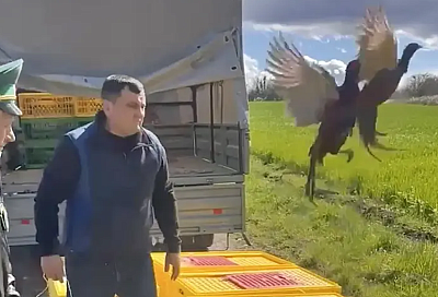 Около 200 северокавказских фазанов выпустили в дикую природу в окрестностях Мостовского района