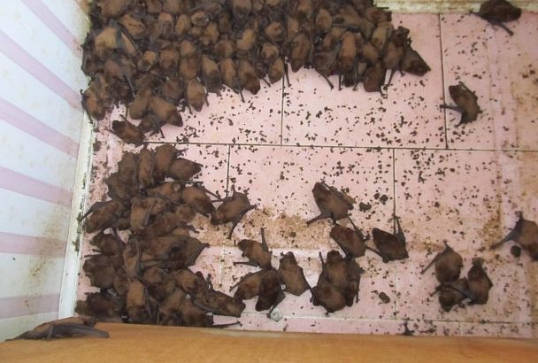 Более 300 летучих мышей переселят из ростовской квартиры в заповедник под Сочи