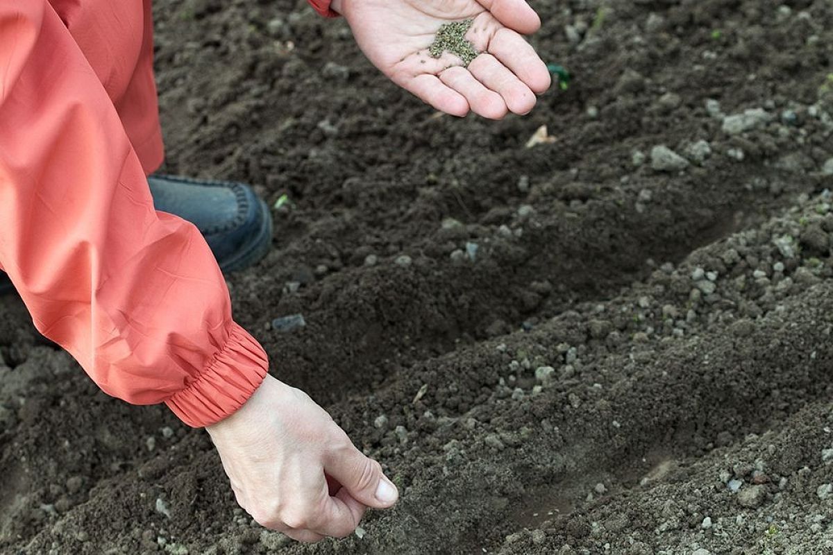 Уже сейчас по всей Кубани: умные огородники срочно сеют эти 7 спасителей почвы и 3 культуры для повторного урожая