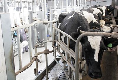 Растут надои с технологиями: как кубанские аграрии повышают прибыльность животноводства