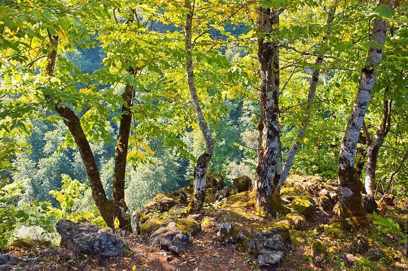 В Краснодарском крае за два года восстановят более 93 гектаров леса