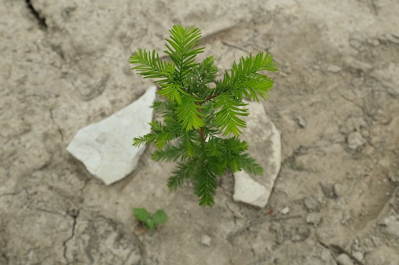 Если специалистам питомника удастся вырастить из сеянцев молодые деревья, через 7–10 лет в роще на озере Сукко кипарисов станет на несколько десятков больше.
