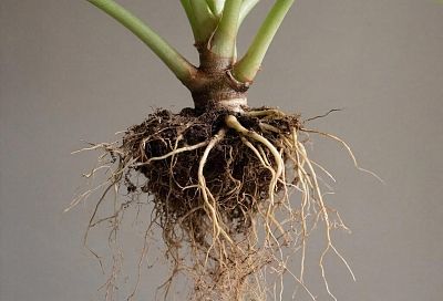 Любой черенок можно укоренить за неделю без всяких стимуляторов роста, таких как «Корневин»: метод, подтвержденный практикой, позволяет добиться хороших результатов