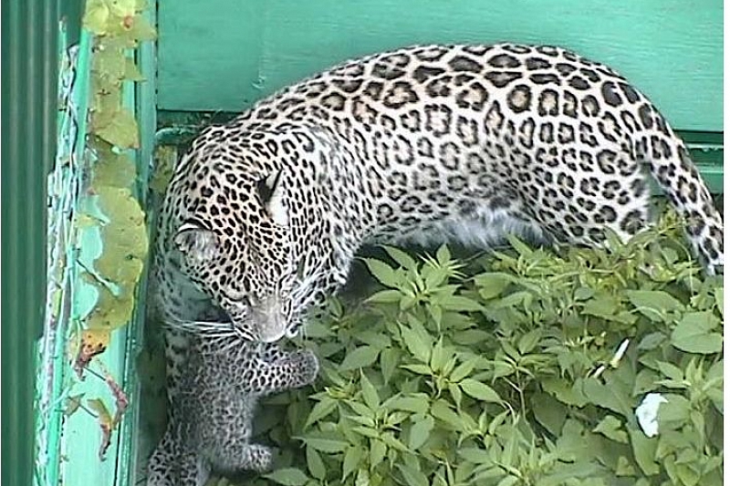 В сочинском национальном парке у самки леопарда родился детеныш