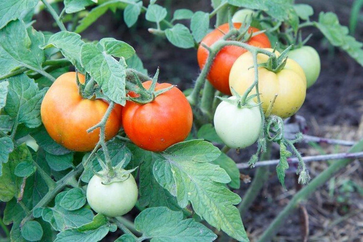 Чего не любят томаты: 3 главных ошибки огородников, которые требуют особого внимания при выращивании культуры