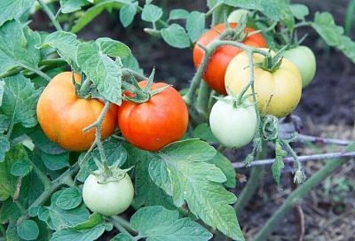 Чего не любят томаты: 3 главных ошибки огородников, которые требуют особого внимания при выращивании культуры