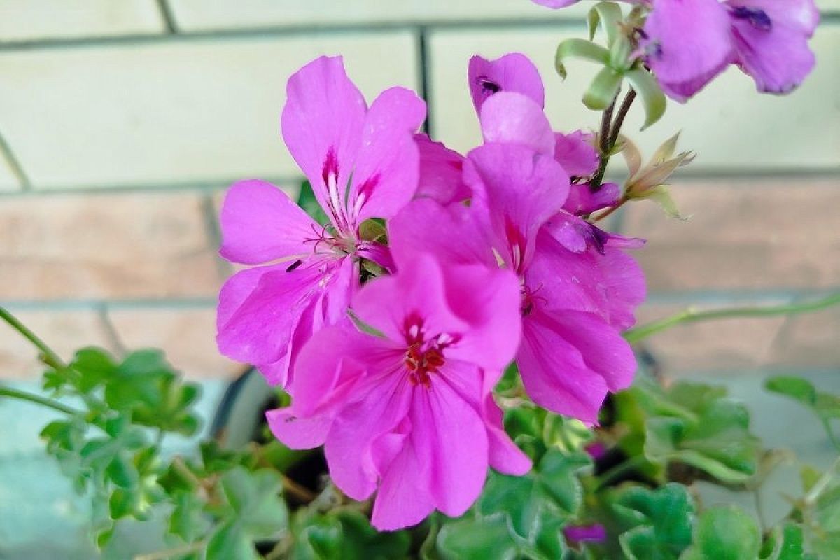 Вырастить герань из семян: удовольствие для цветоводов, влюбленных в свое хобби