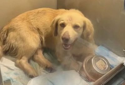 Полиция Краснодара ищет живодеров, ранивших собаку из пневматики