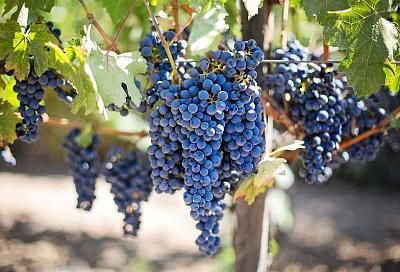 В Краснодарском крае планируют построить второй селекционный виноградарский центр 