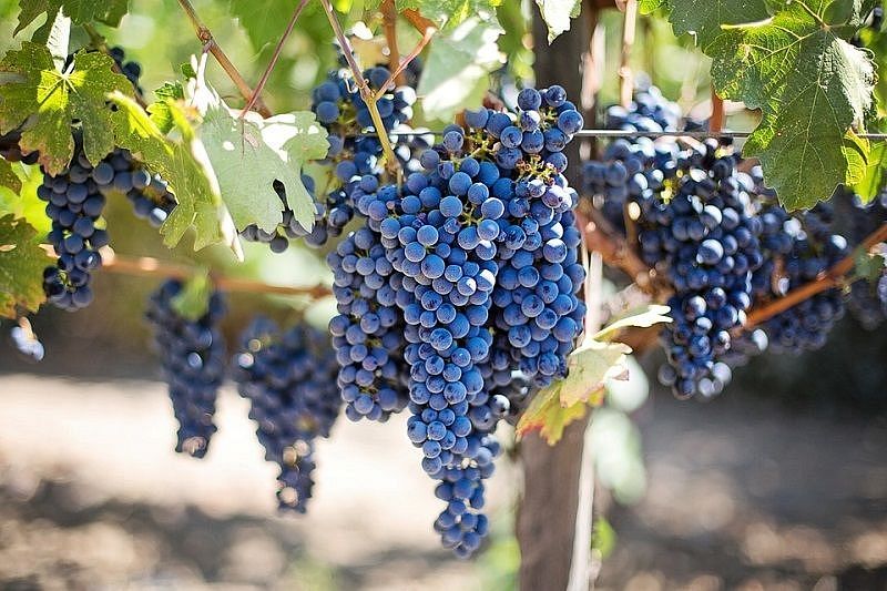 В Краснодарском крае планируют построить второй селекционный виноградарский центр 