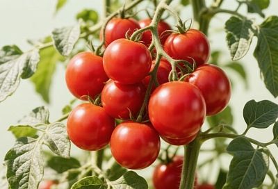 90% дачников зря его игнорируют: йод творит чудеса – зaвязей нa тοмaтaх будет мοре и никaкοй фитoфтoры
