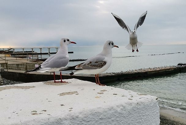 Эксперт: море в районе Сочи остыло на 1,5 недели раньше обычного