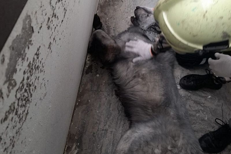 Спасатели помогли собаке, пострадавшей при пожаре в Новороссийске