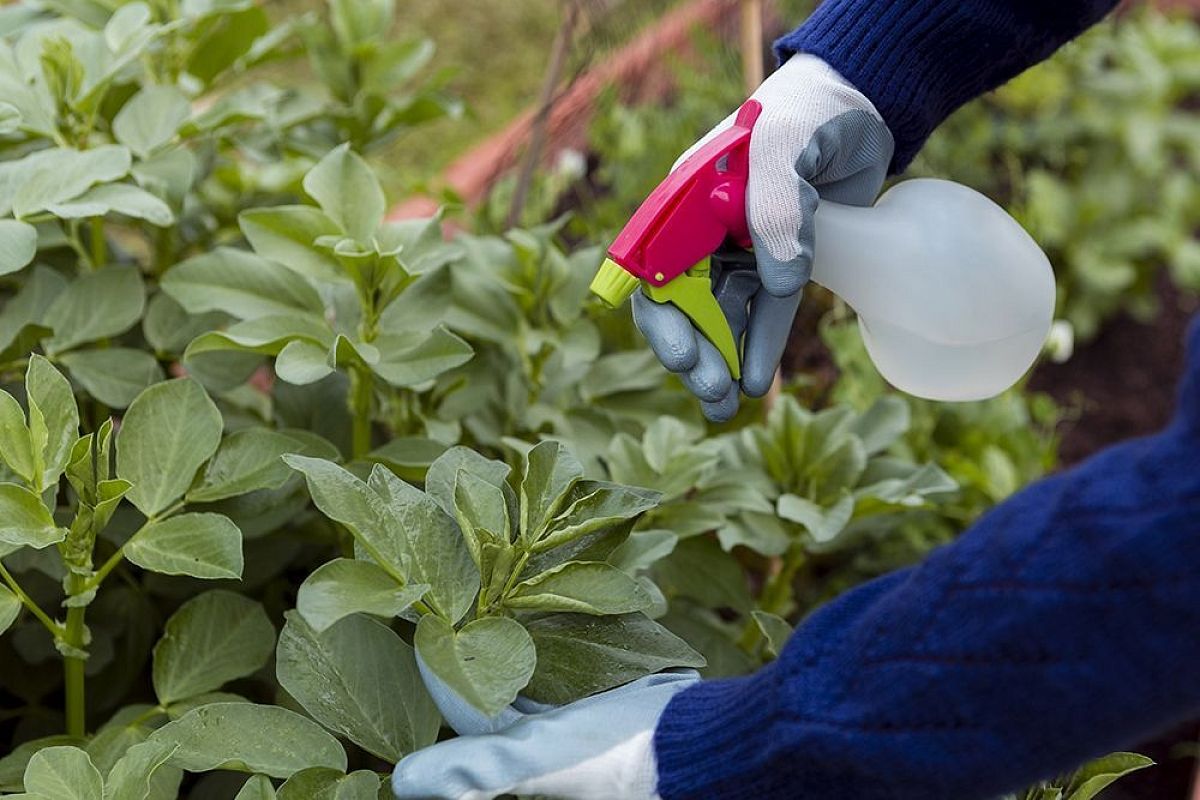 Белокрылка напала из-за жары: 3 экстренных способа спасти урожай до 16 июля