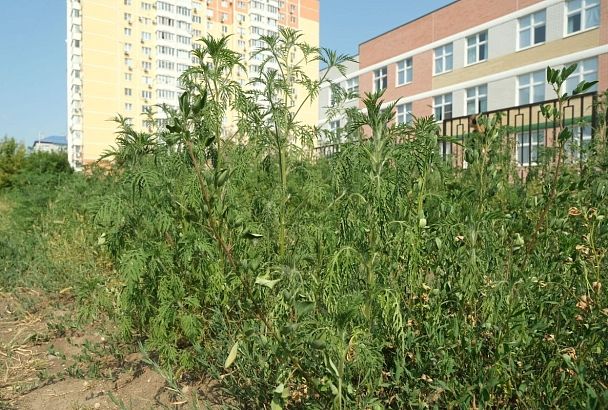 За три месяца в Краснодаре очистили от сорняков более 4 тыс. гектаров