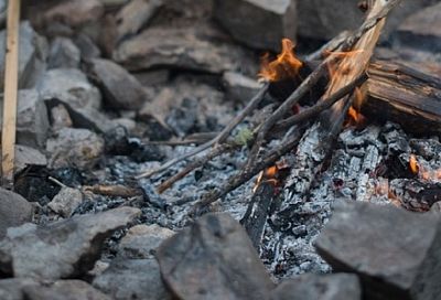 Сжечь и сохранить: зола – экологичное и надежное средство для томатов