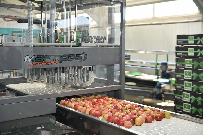 В компании «Алма Продакшн»  выращивают лучшие яблоки