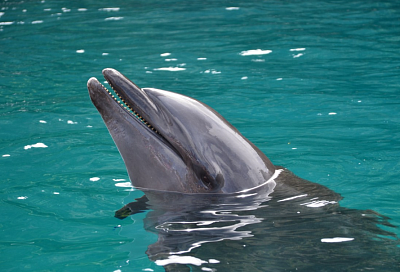 Жителей Кубани просят сообщать любую информацию о дрессированных дельфинах, выпущенных в Севастополе