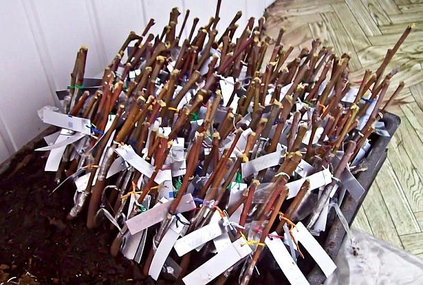 Заготовка черенков для прививки в феврале: выбор, нарезка и хранение до весны