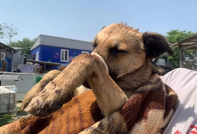 В Адыгее до трех лет колонии грозит живодеру, избивавшему собаку на глазах у детей