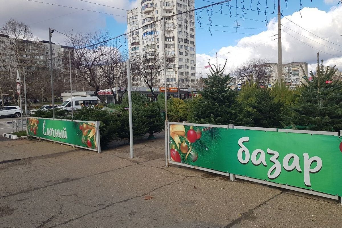 С 15 декабря в Новороссийске откроются елочные базары