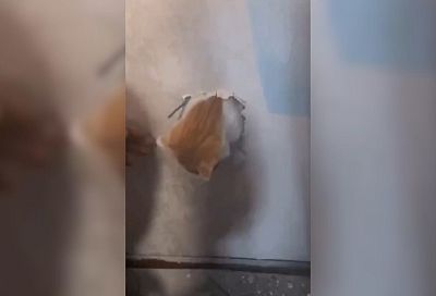Упавшего в вентиляционную шахту с 16 этажа кота спасли в Новороссийске