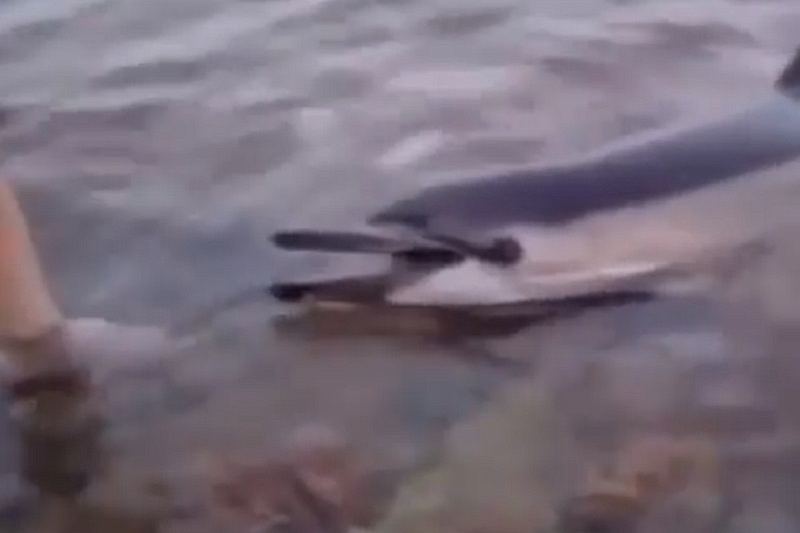 Второй случай с начала июня: в Краснодарском крае еще один больной дельфин приплыл за помощью к людям