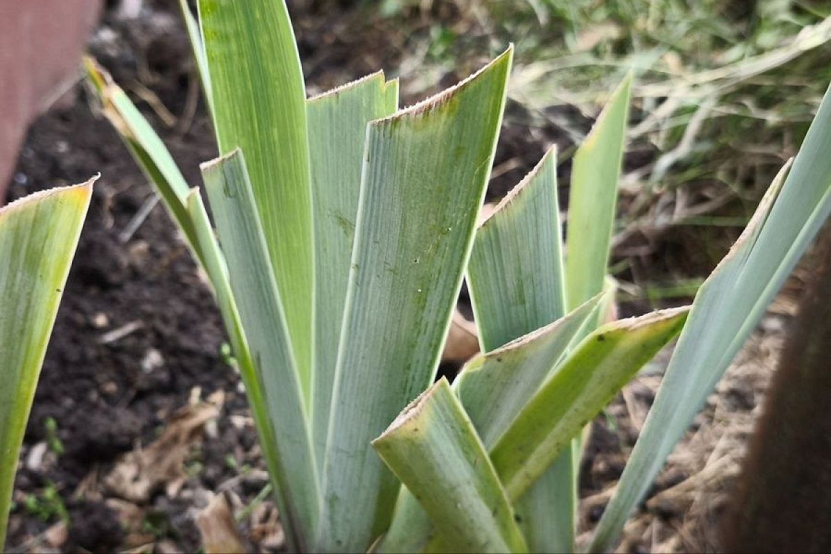 Только по диагонали или веером: как правильно обрезать листья ирисов на зиму