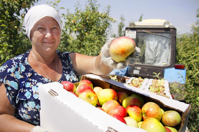 Работница сада Ирина Мирошник: «У кубанских яблок неповторимый вкус».