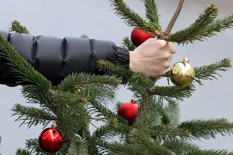 Жителей Сочи призывают принести на переработку новогодние елки