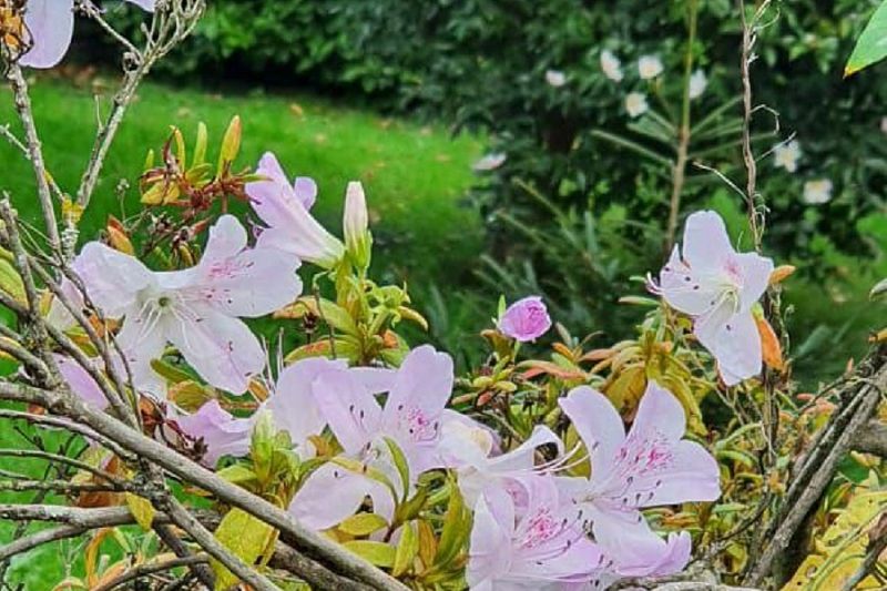 Рододендрон, лавровишня, азалия: теплолюбивые растения зацвели в Сочи в декабре