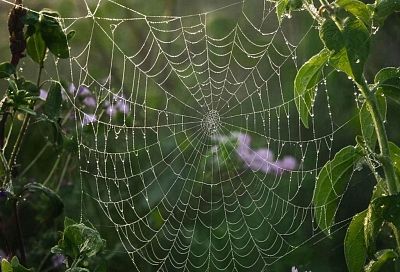 Народные методы борьбы с паутинным клещом, тлей и другими вредителями