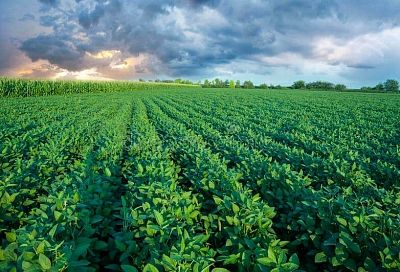 В Краснодарском крае урожайность сои выросла больше чем на 20%