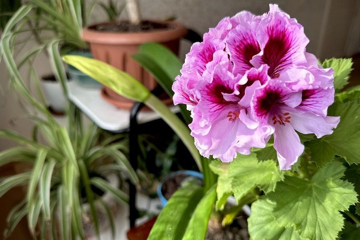 «Взрыватель цветения»: это удобрение называют так, потому что оно помогает получить пышное цветение и богатый урожай 