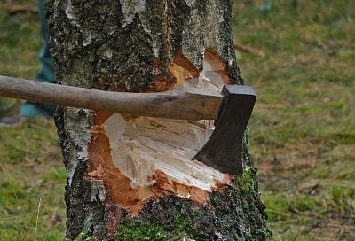 Житель Краснодара пойдет под за незаконную вырубку леса на 1,4 млн рублей