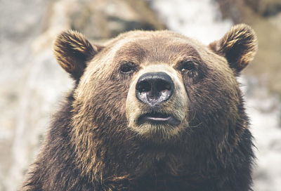 Туапсинские охотоведы опровергли слухи о нападениях медведей на скот