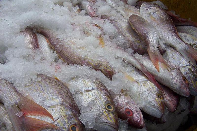 Задержаны браконьеры: в Краснодарском крае полицейские обнаружили 13,5 тонн незаконно выловленной рыбы